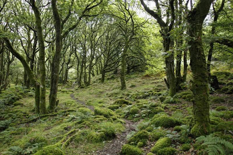 Forêt aux troncs couverts de mousse